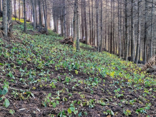 明通鎮發展林下中藥材產業。劉鑫攝