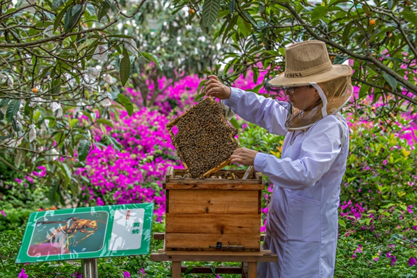 在“萬企進萬村”行動中，巴南區云篆山村民通過中蜂養殖增收。受訪者供圖
