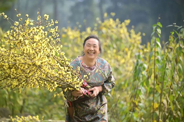 放牛村臘梅綻放。郭旭攝