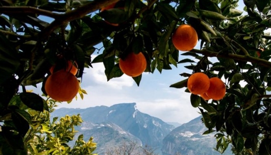 夔門臍橙。冉景國攝