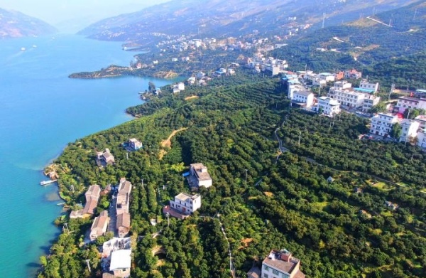 奉節臍橙果園。奉節縣融媒體中心供圖