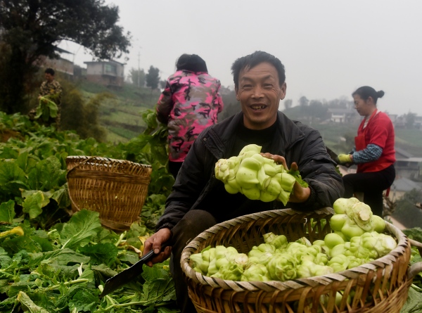 農戶收砍青菜頭。黃河攝