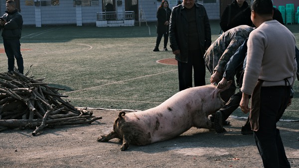 年豬節現場。西南大學鄉村振興戰略研究院供圖