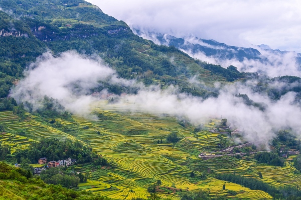 花田鄉何家巖村的“酉陽800”水稻基地。酉陽縣委宣傳部供圖