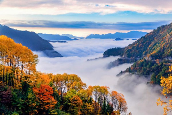 重慶城口縣豐富的林業資源。城口縣規劃和自然資源局供圖