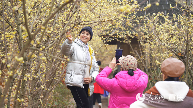 游客在北碚區靜觀鎮的蠟梅園游玩。人民網 劉祎攝
