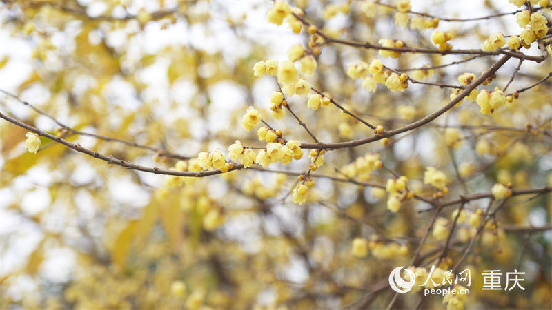 靜觀鎮“素心蠟梅”以花大、色艷、香濃而著稱。人民網 劉祎攝