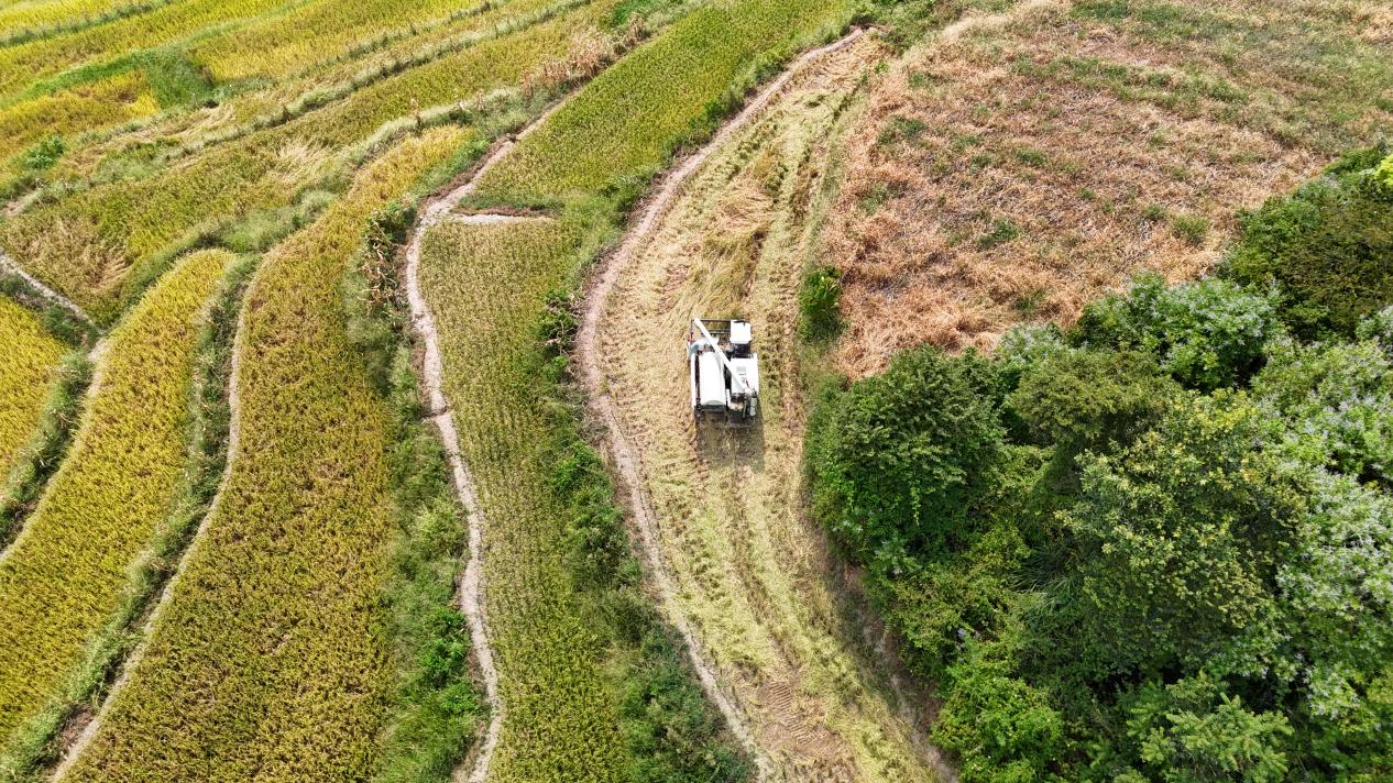 中壩村收割優質稻（資料圖）。梅文婷攝