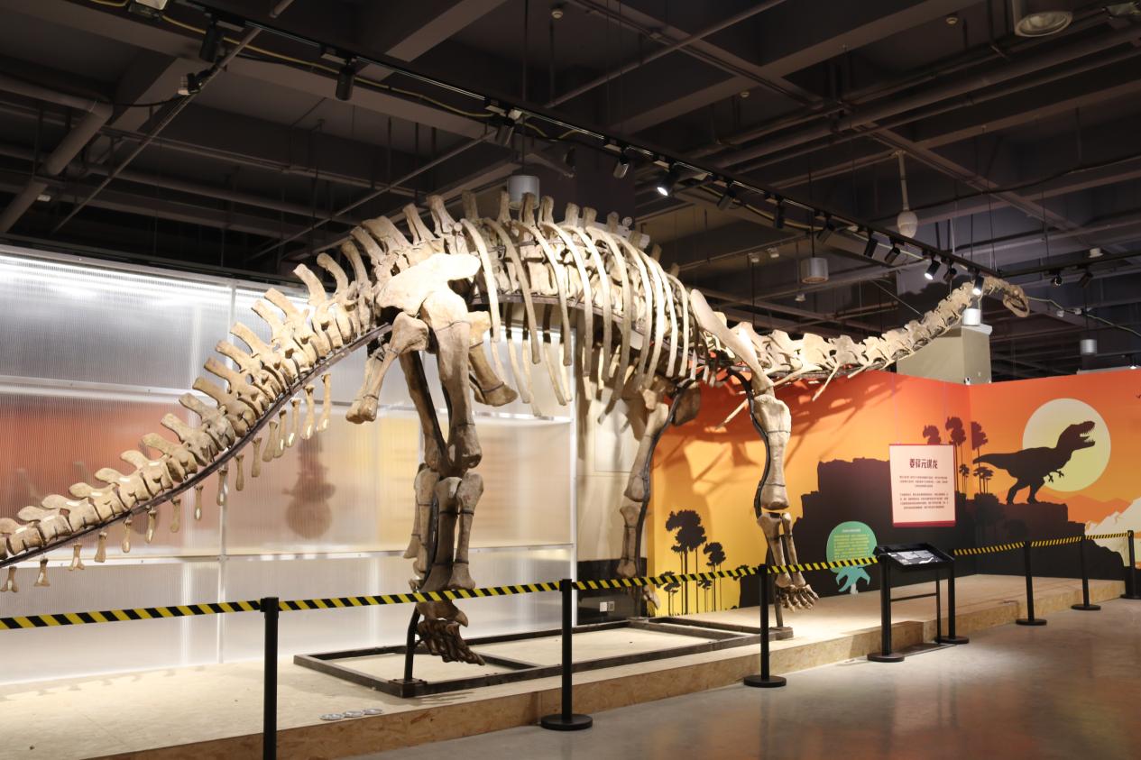 現場展出的恐龍化石。重慶園博園供圖