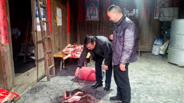 臨近春節，秀山縣稅務局派駐云隘村第一書記陳夕才（左）正在幫助云隘村村民處理、銷售土豬。張雯惠攝