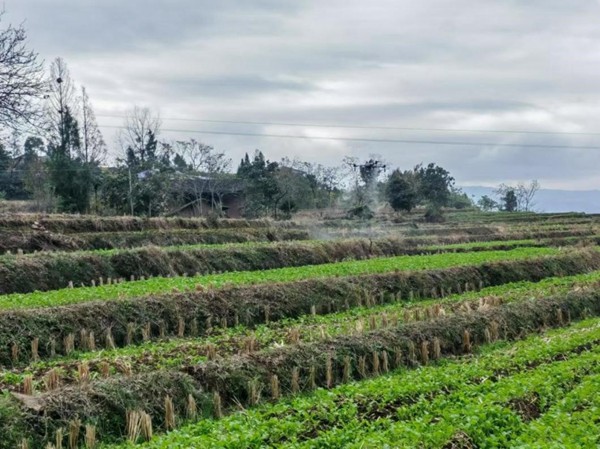 無人機飛防。重慶智慧農服集團供圖