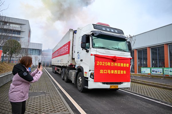 萬州玫瑰香橙出口馬來西亞。付作僑攝