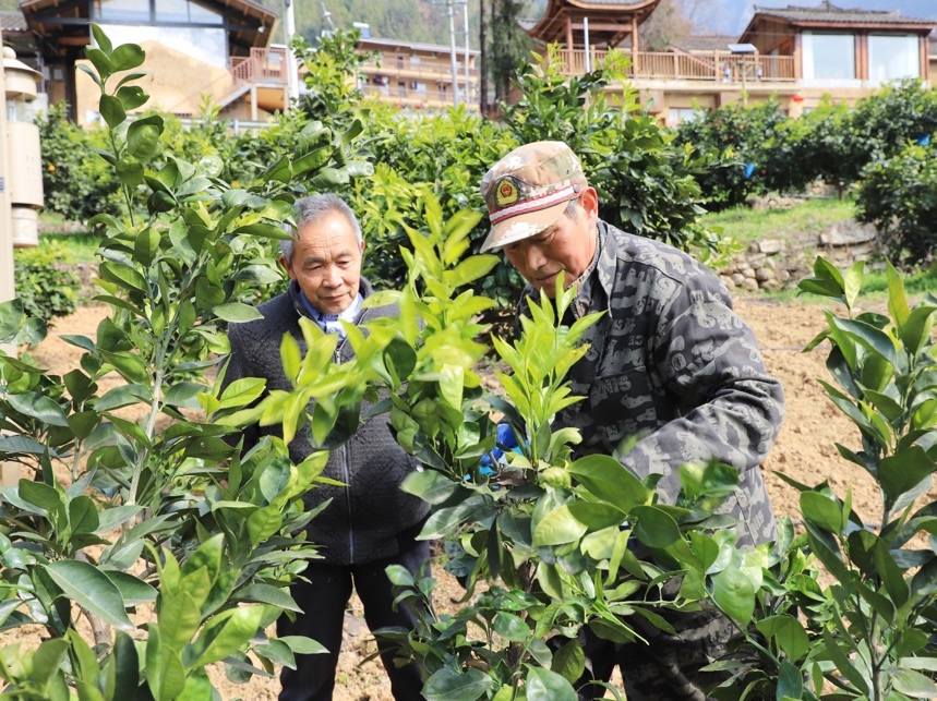 毛相林與農技人員探討柑橘種植中遇到的問題。魯作炳攝