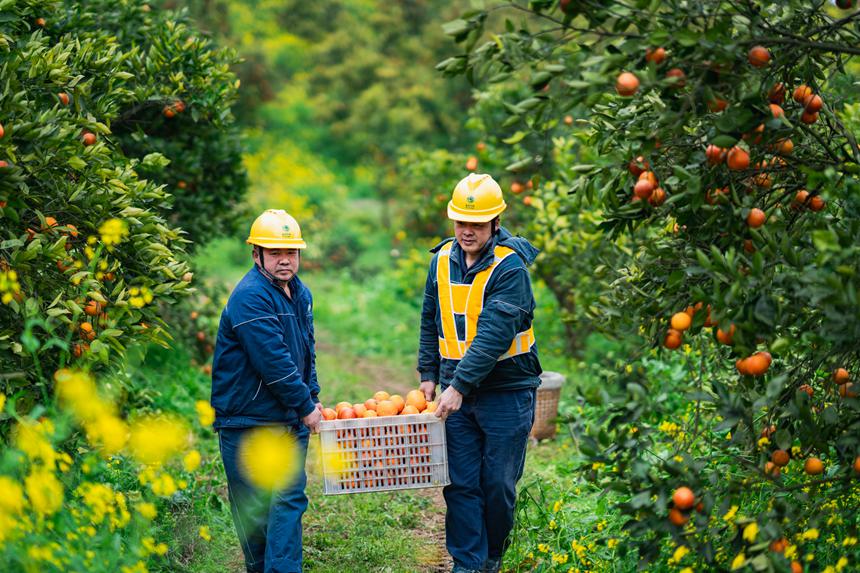 2月25日，在榮昌區清流鎮馬草村血橙種植基地，國網重慶永川供電公司工作人員和果農在一起勞作，了解現階段用電需求，確保果園的噴灌、水肥一體化、凍庫運行等用電設備能夠正常運行。賴小龍攝