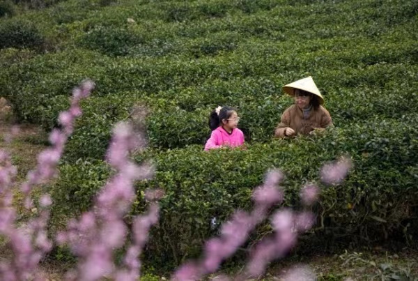 春茶開采，市民游客進入茶園體驗采茶樂趣。劉紀湄攝