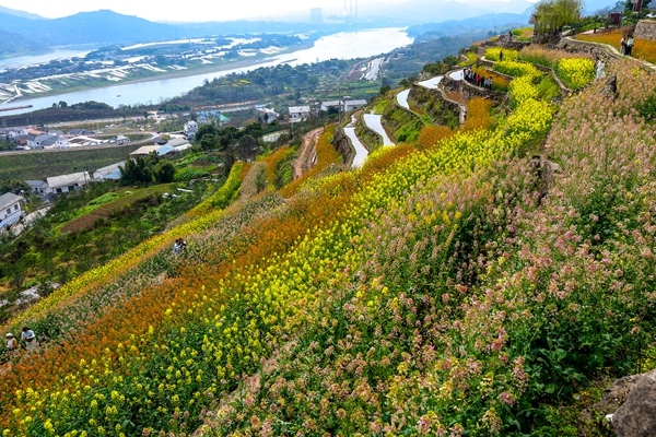 五彩梯田春日和煦。跳磴鎮供圖