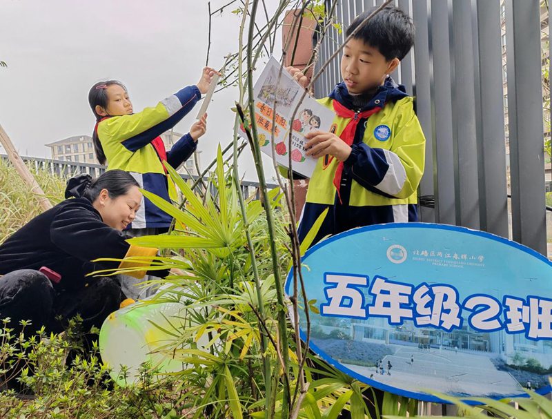 孩子們在剛種植的月季枝蔓上懸掛“班級夢想牌”。北碚區兩江春暉小學供圖
