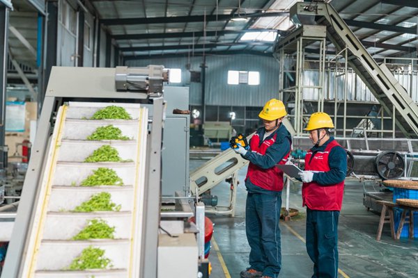 電力人員對茶廠設備開展安全檢查。國網重慶永川供電公司供圖