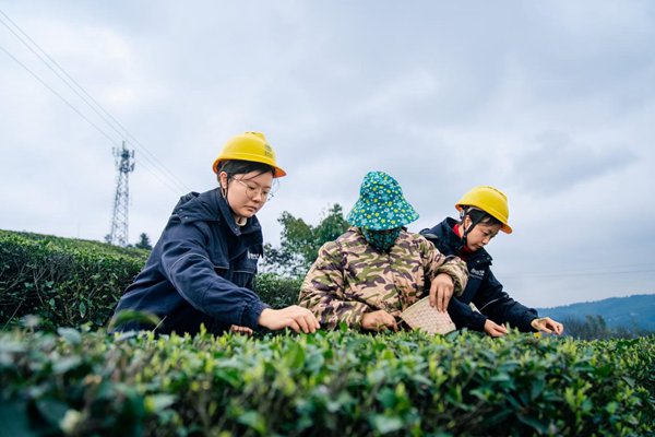電力人員協助村民采摘明前茶。國網重慶永川供電公司供圖