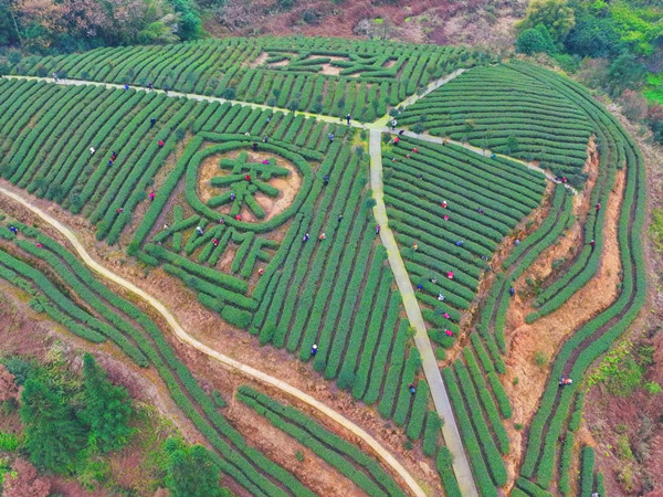 新農村茶山上采茶忙。石漢謀攝