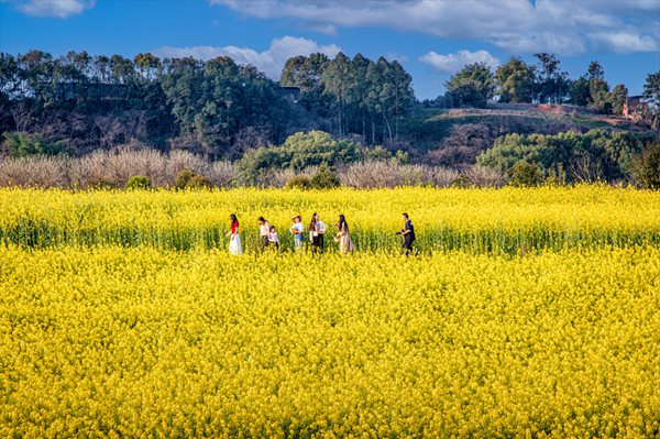 游客在油菜花田中暢游?；顒臃焦﹫D