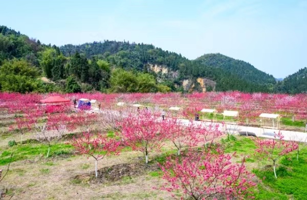 金田桃花扮靚春日。一品街道供圖