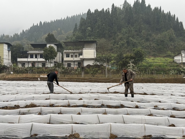 彭達春正在管護蔬菜地。成蓉攝