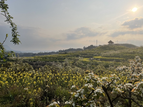 永新鎮萬畝梨花盛開。綦江融媒體中心供圖