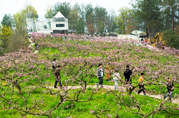 桃園在景區里，景區在桃園中。記者冉孟軍攝
