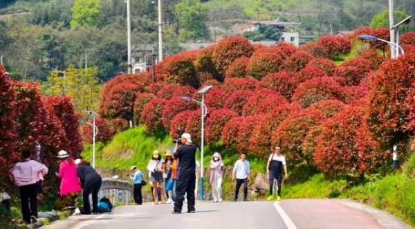 紅葉石楠盛放。郭旭攝