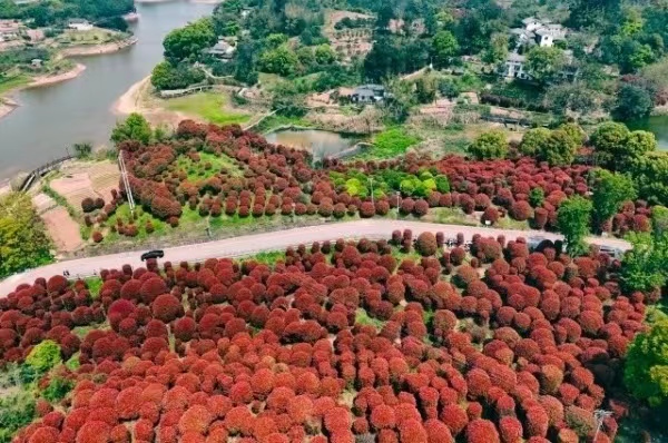 紅葉石楠盛放。郭旭攝