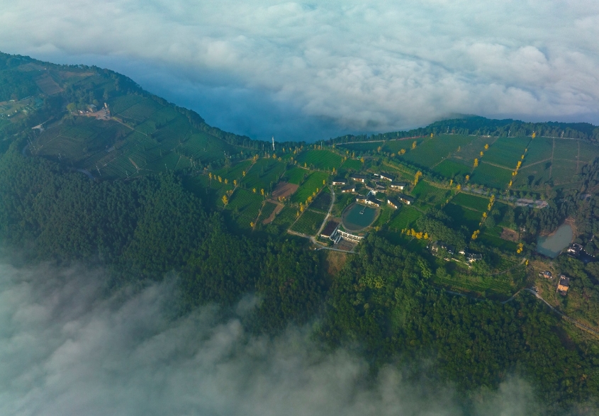 重慶茶葉集團-定心茶園 巴南區農業農村委供圖