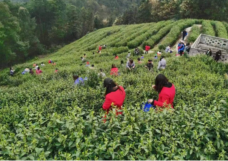 重慶大祥茶業有限公司采茶活動 巴南區農業農村委供圖