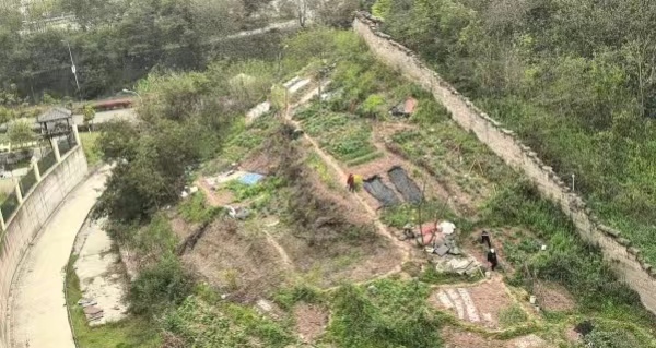 興家路邊坡清理前。李家沱街道供圖