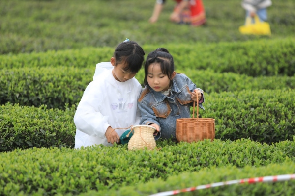 小朋友在茶園體驗采茶。胡程攝