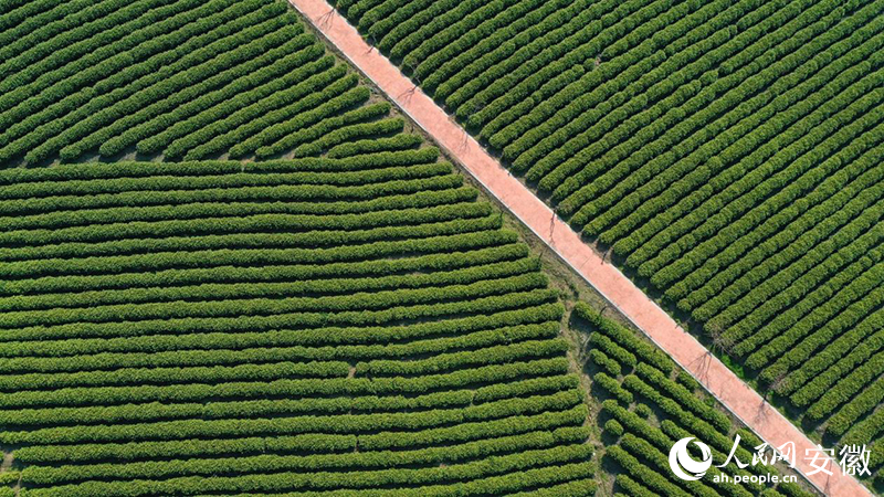 3月下旬，俯瞰郎溪白茶種植園。人民網記者 張俊攝