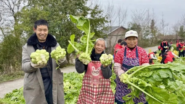 青菜頭豐收。涪陵區融媒體中心供圖