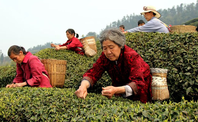 村民采摘茶葉。江津區委宣傳部供圖