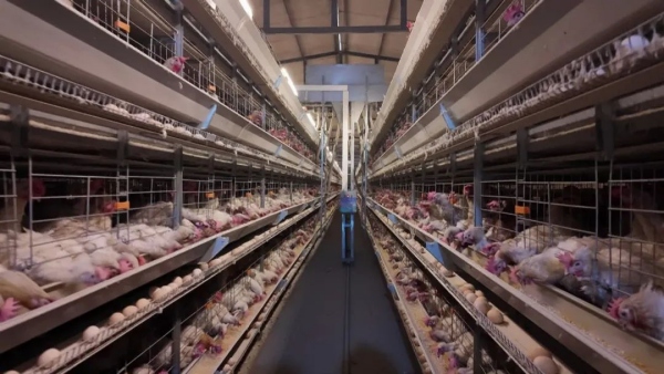 蛋雞養殖基地。夏一文攝