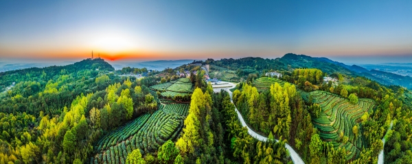 永川茶山竹海國家森林公園。永川區委宣傳部供圖
