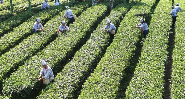 巧手翻飛采茶忙。陳仕川攝