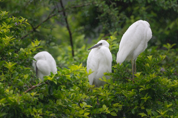白鷺悠然棲居。重慶理工大學供圖