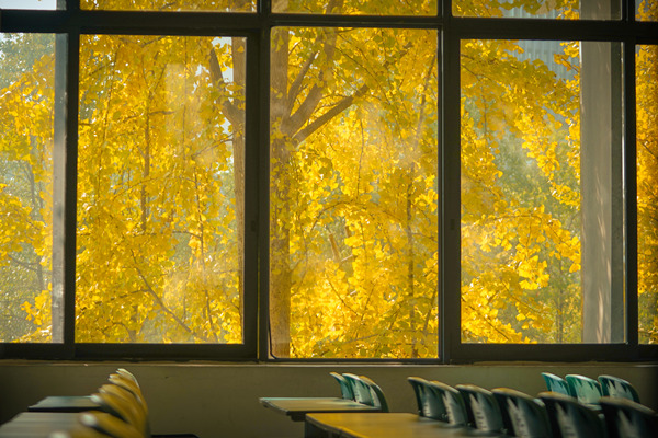 銀杏金輝映窗明。重慶理工大學供圖