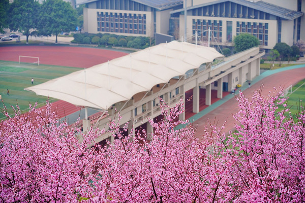 校園美人梅輕舞芳菲。重慶理工大學供圖