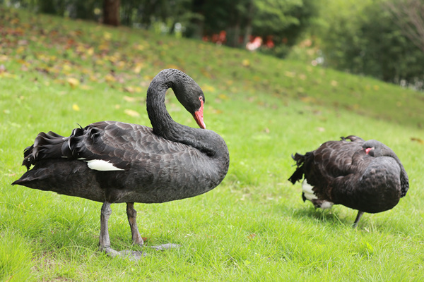 黑天鵝的閑適時光。重慶理工大學供圖