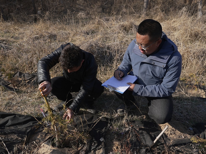 王雷（右）和同事測量崖柏在山東長島的生長情況。受訪者供圖
