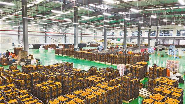 秀山縣洪安鎮鄉村振興產業示范園，工人們正在將當地出產的臍橙打包裝箱。這些臍橙將通過西部陸海新通道出口越南、孟加拉國。（本報資料圖片）通訊員 胡程 攝\視覺重慶