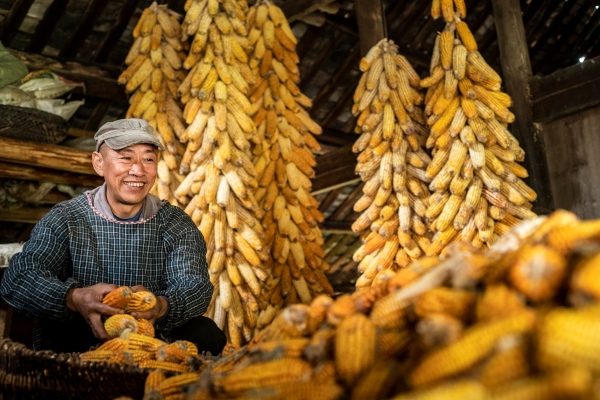 板溪紅溪村，村民許正州家玉米豐收了。酉陽縣委宣傳部供圖