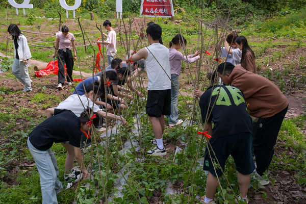 學生在校園農場搭建農作物架子。重慶理工大學供圖