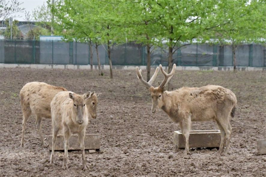 洞庭湖麋鹿苑中的麋鹿們。何佳麗攝